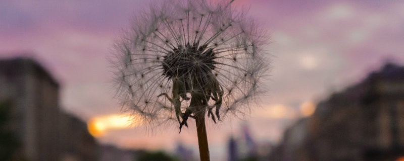 CovetED magazine Learn about photography with Oliver Wong Dandelion