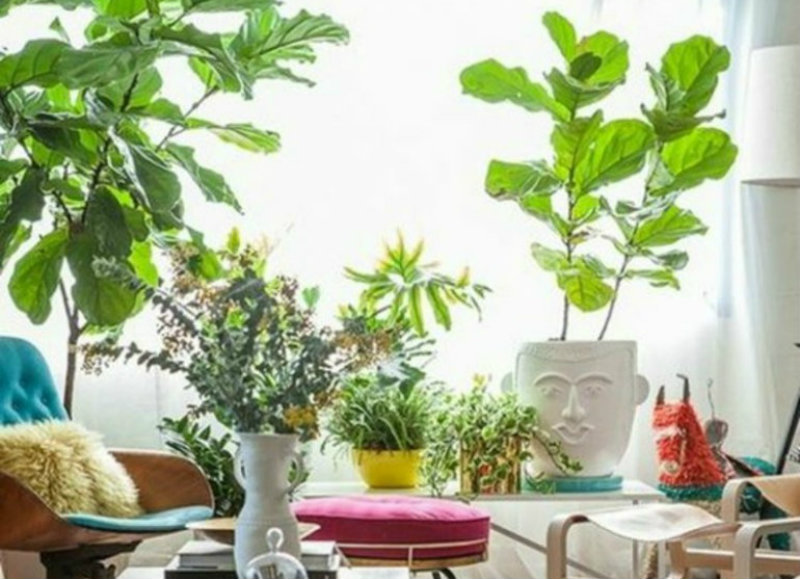 View of 10-happy-living-room-ideas-with-plants-3 - Covet Edition