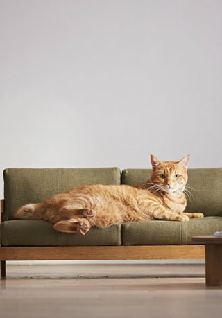 The Tiny Luxury Furniture For Cats That Will Make You Fall in Love